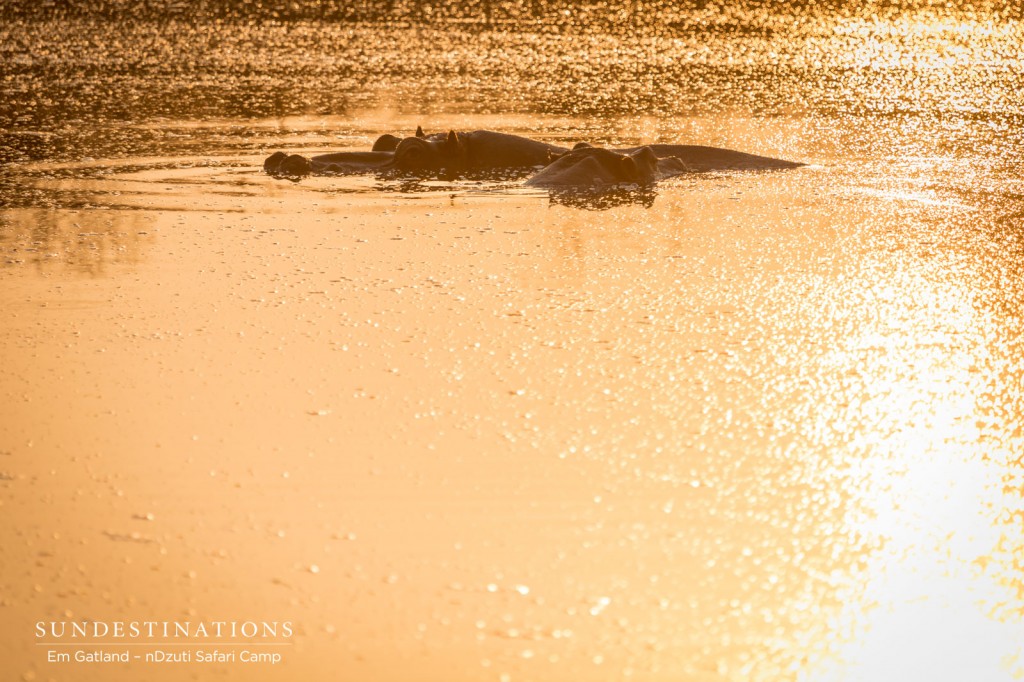 Hippos at sunset an nDzuti Safari Camp