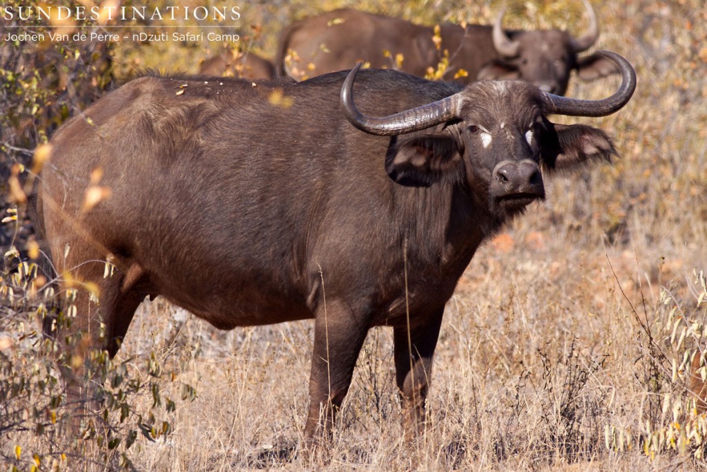 Buffalo herd