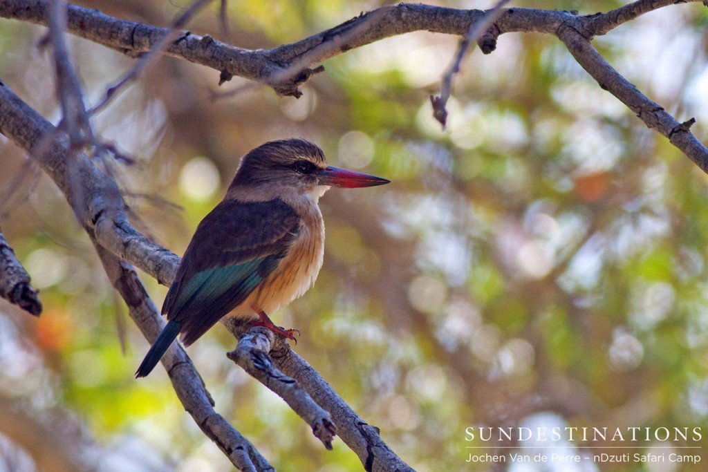 Brown-hooded kingfisher