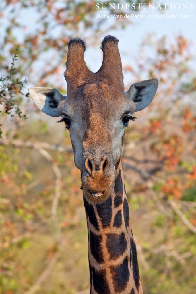 A giraffe with unusual markings on his coat
