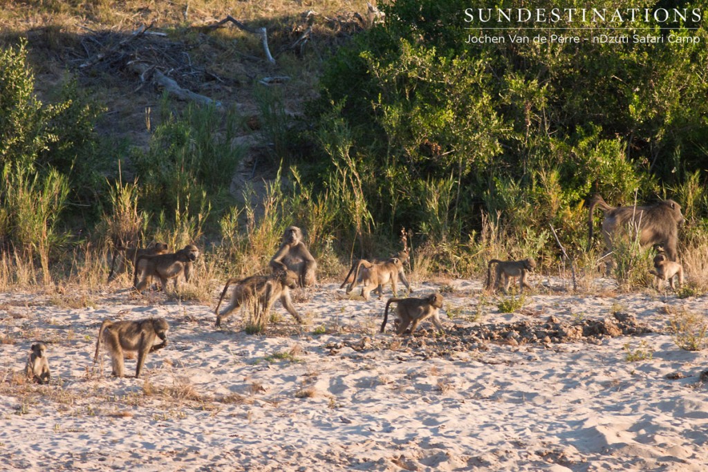 Vervet monkeys