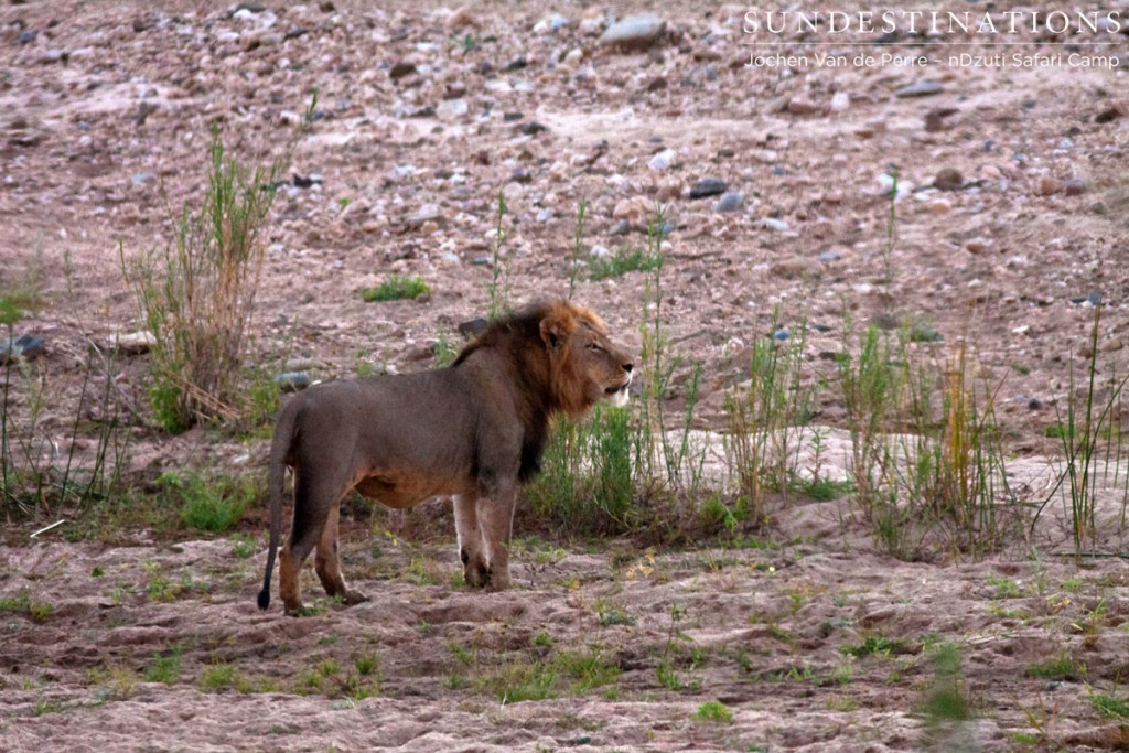 Lion - River pride