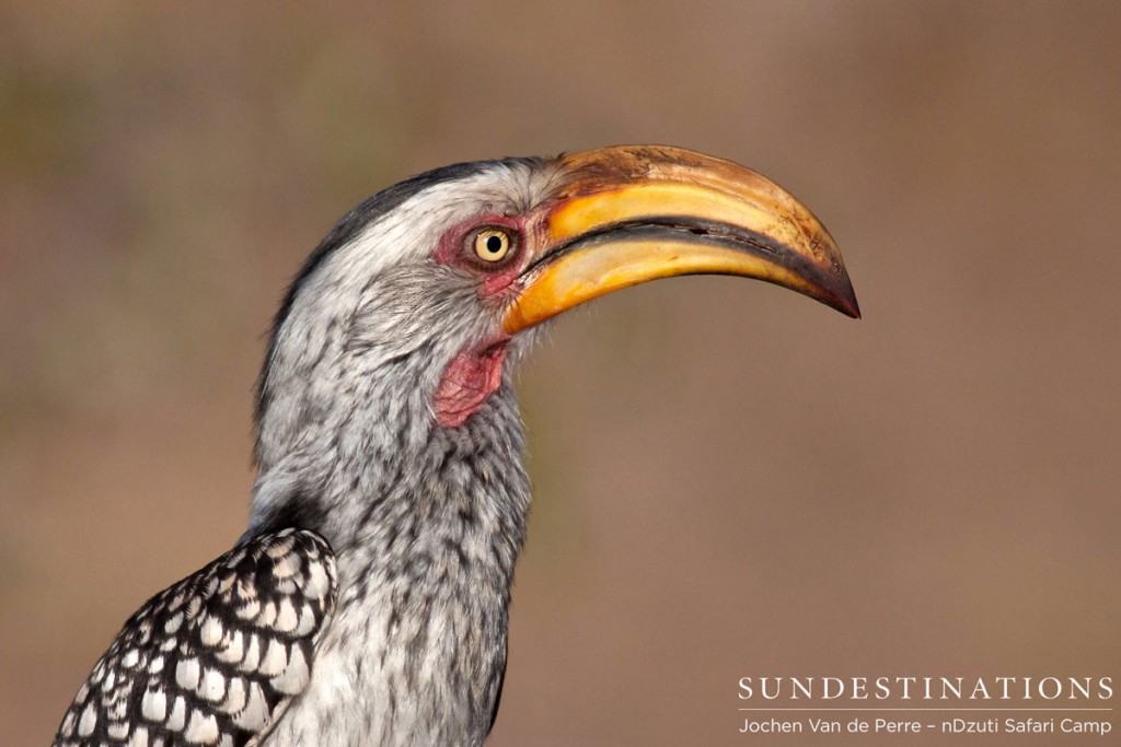 Southern yellow billed hornbill