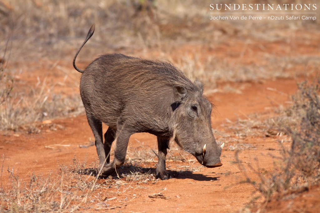 Warthog