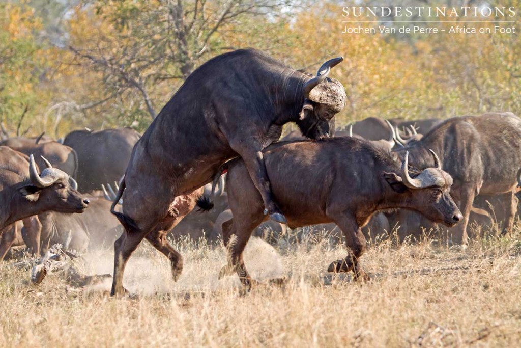 One bull mounting another