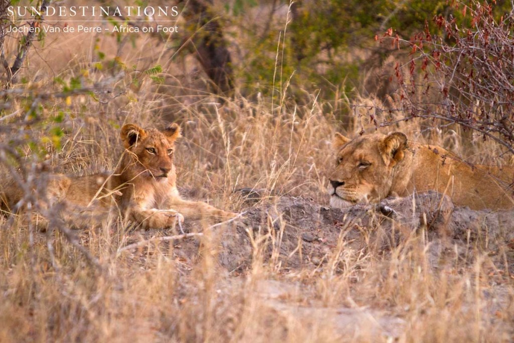 One cub and Hercules pride lioness