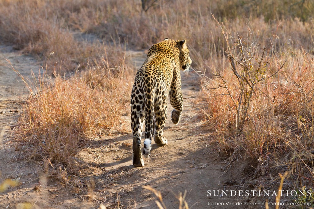 Leopard Crawl