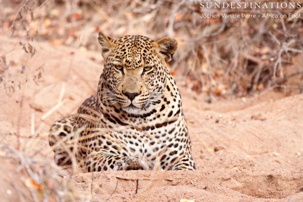 Majestic Male Leopard
