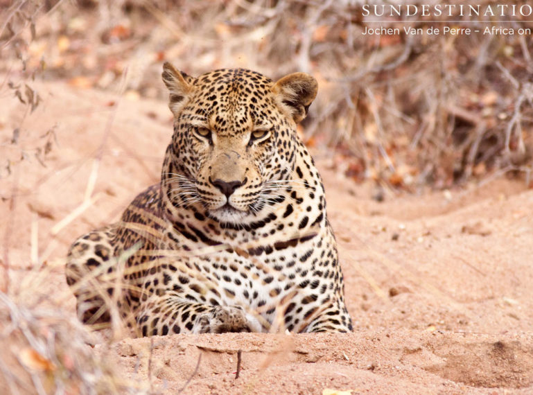 Male Leopard Spotted in Broad Daylight
