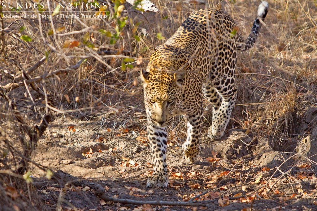 Africa on Foot Leopard