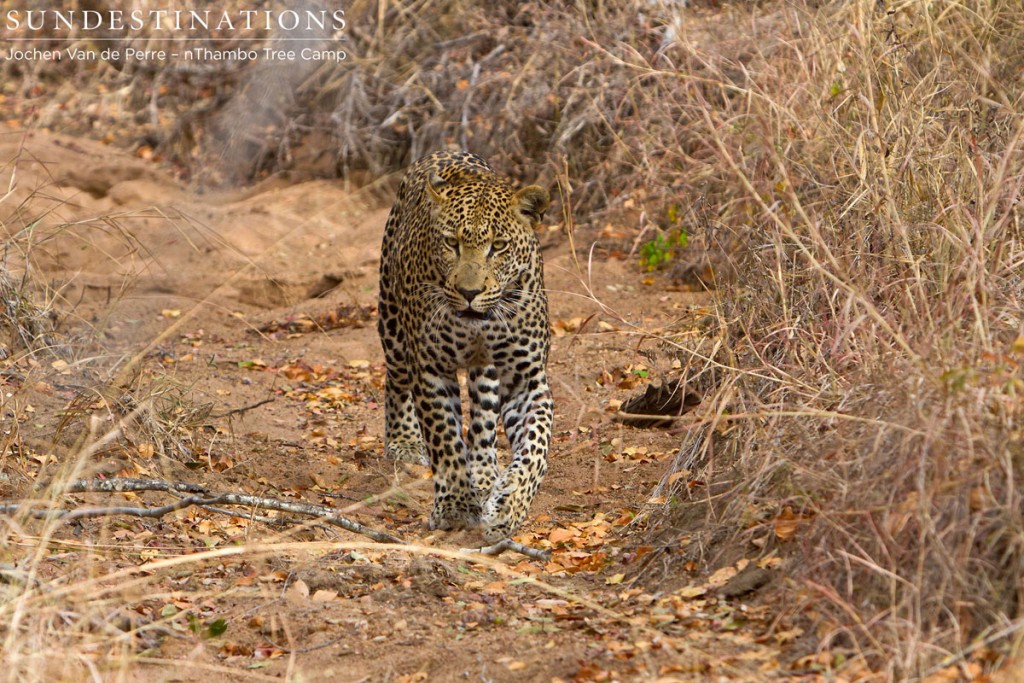 nThambo Male Leopard