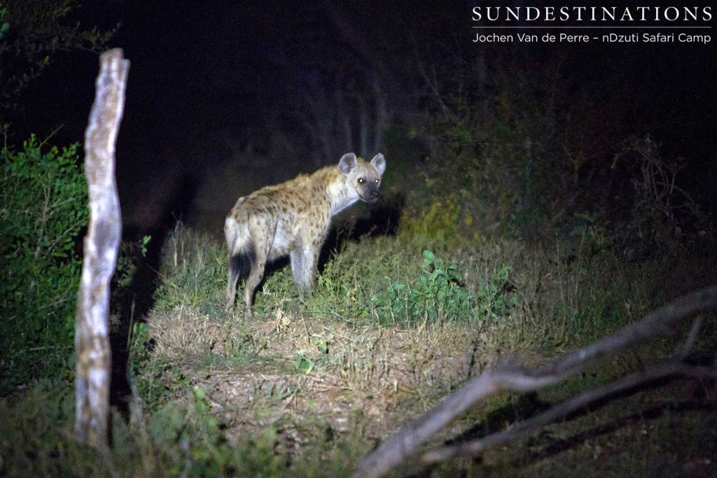 Spotted hyena not far away