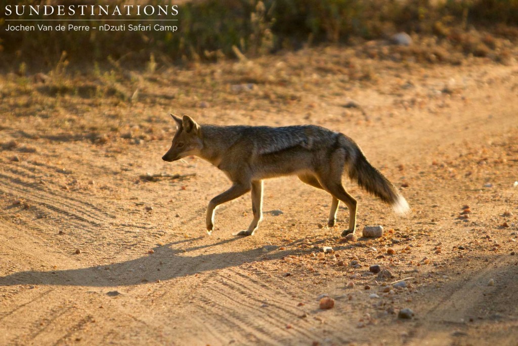 Side-striped jackal trotting away