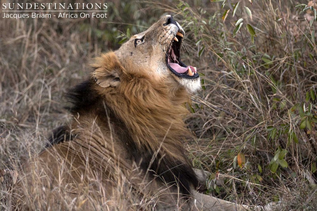 Trilogy male lion mid-yawn