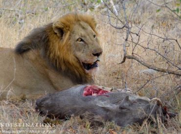 There’s bullying going on in the playground of the Klaserie. Our two Ross Pride lionesses have come off second best when one male lion from the Trilogy coalition chased them off their freshly killed warthog and took the prize for himself. This is very typical in male lions, who, although pride leaders who are there […]
