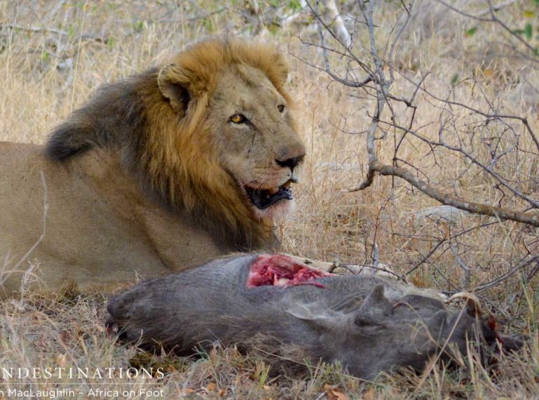 Trilogy Lion Steals Kill from Lionesses