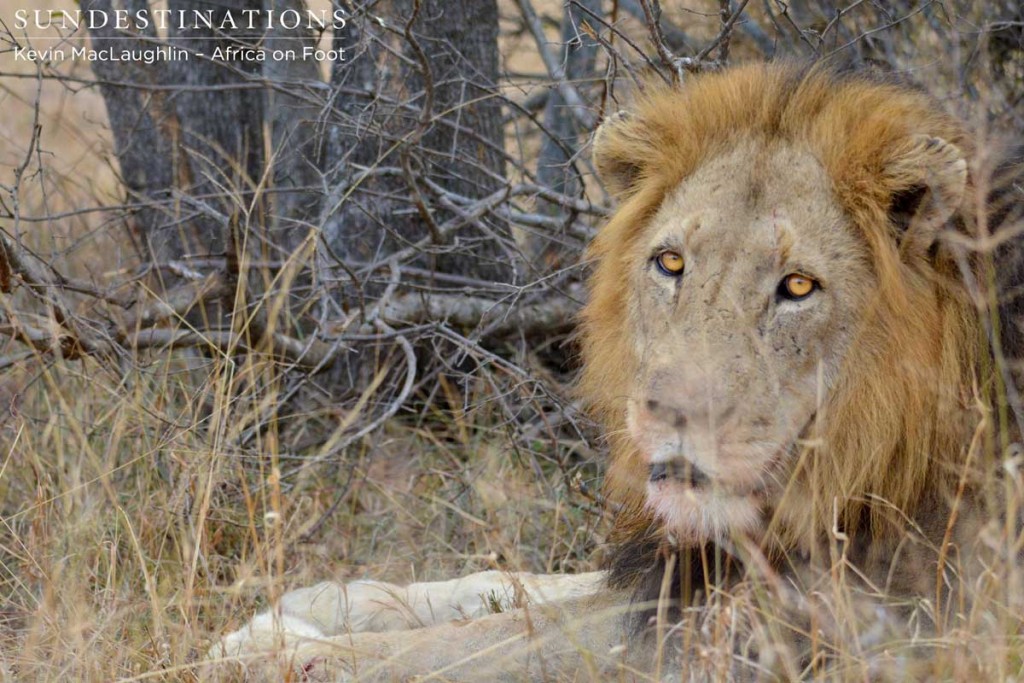 Trilogy male ignores his stolen kill