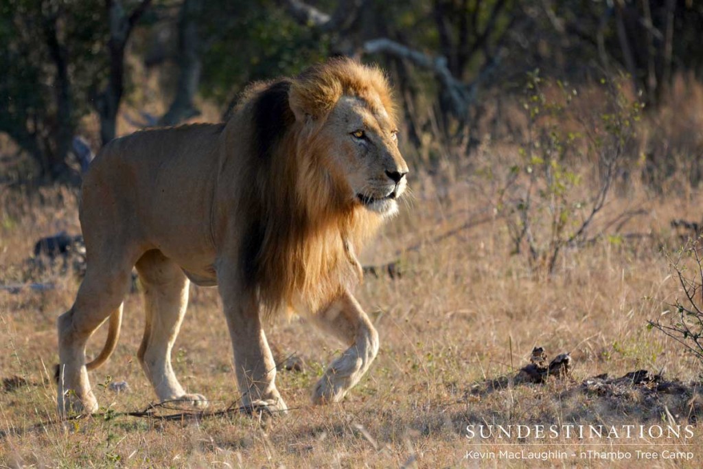 Leading lion in the Klaserie