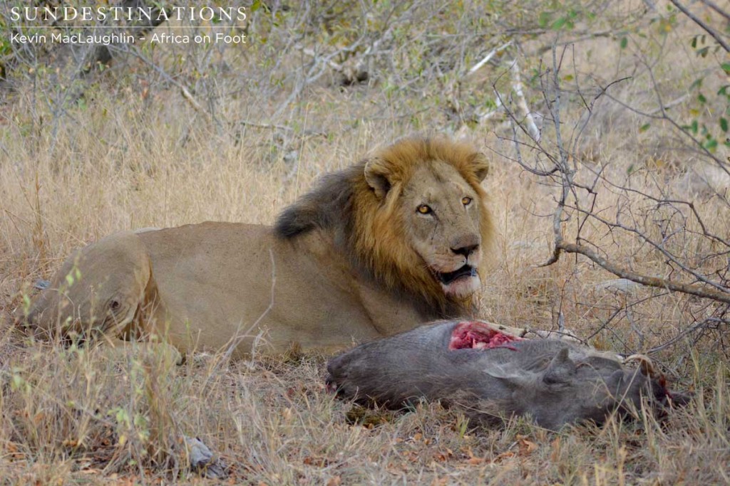 Trilogy male after stealing kill from lionesses
