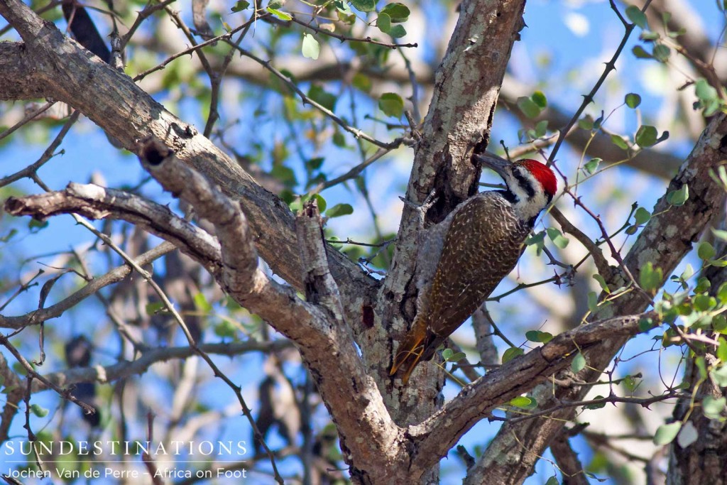 Bearded woodpecker