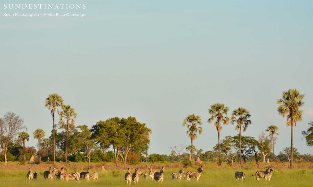 Zebras and palm trees