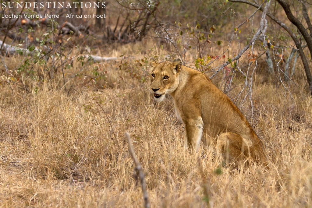 Ross pride lioness