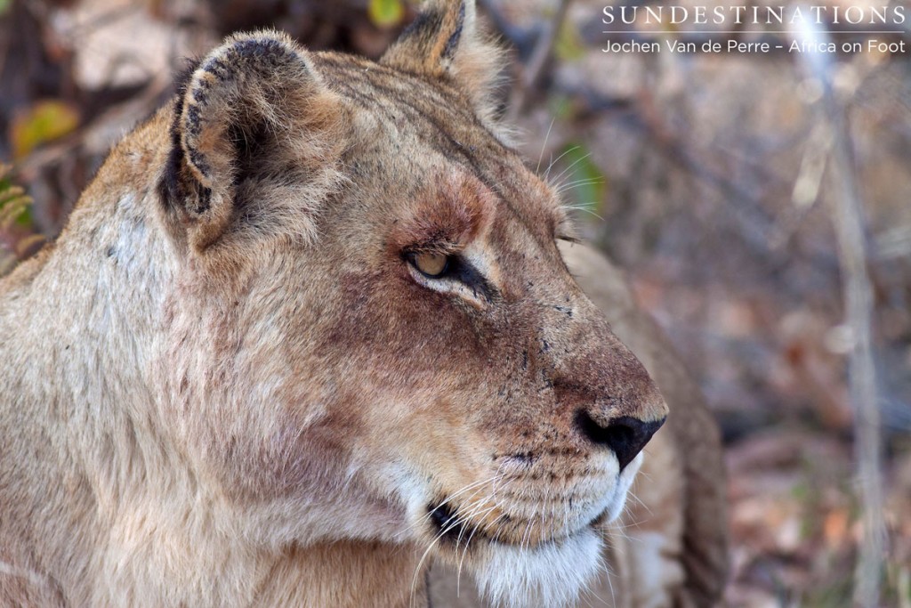 Lioness