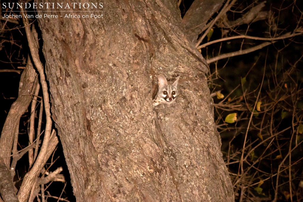 Genet Cat