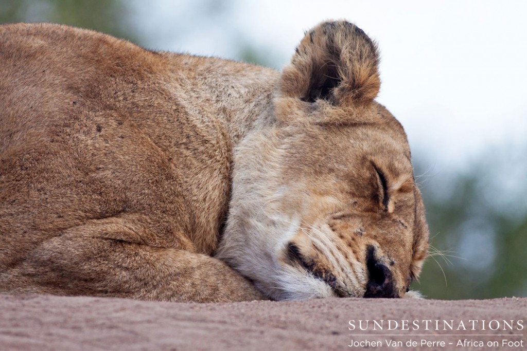 Sleeping Lioness