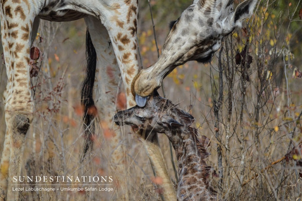 Birth of Calf