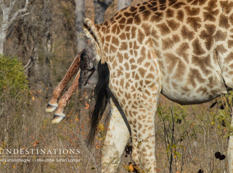 Watching the Birth of a Giraffe