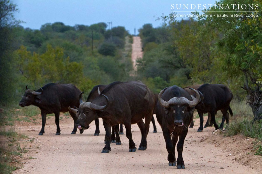 Buffalo Crossing