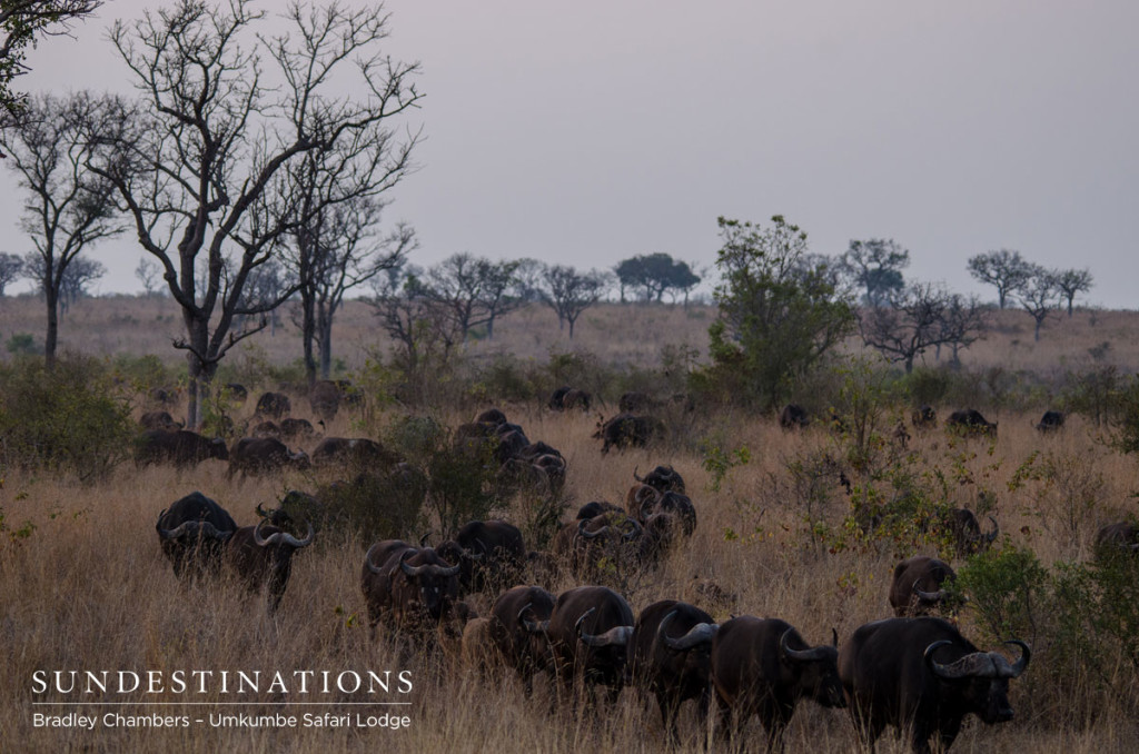 Buffalo herd