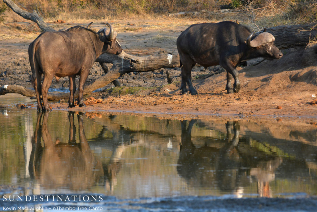 Buffalo nThambo