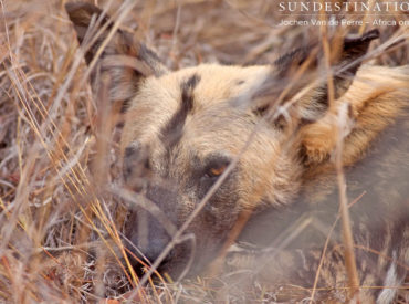 The discovery of wild dog pups in the Klaserie has led to much excitement among the rangers at Africa on Foot and nThambo Tree Camp. Reports and sightings of predator kills have always been a firm favourite with our readers and guests. However, it’s always nice bring you news of birth rather than death! The […]