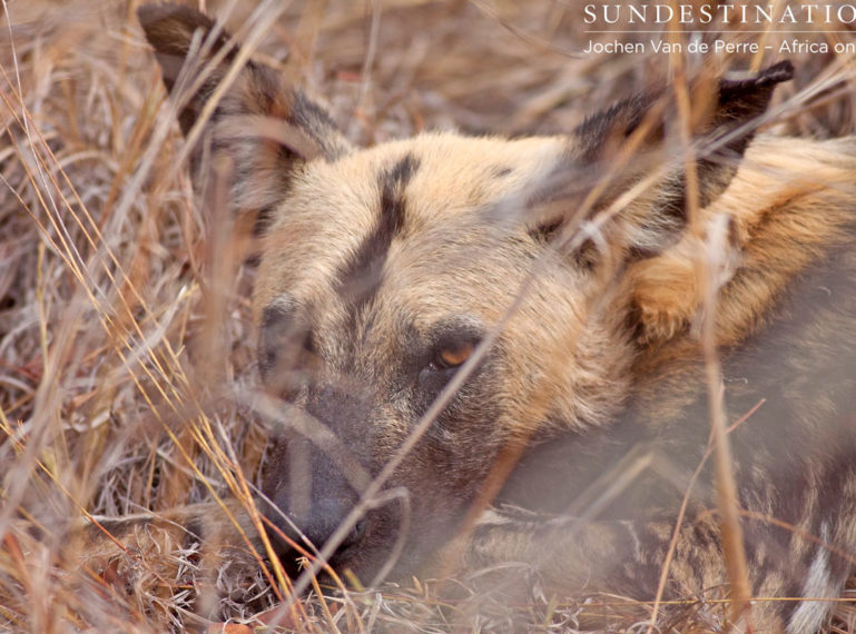 Wild Dog Pups Seen in the Klaserie