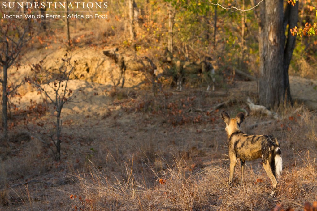 Wild Dog Pups