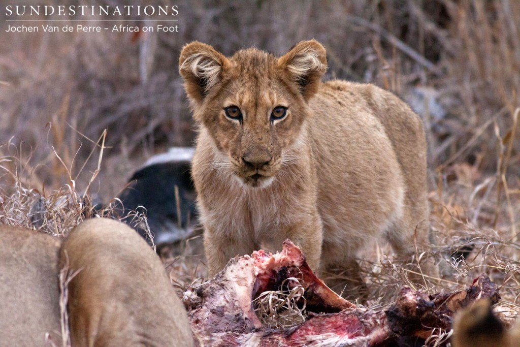 Full Lion Cubs