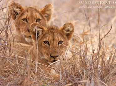 The Trilogy is a coalition of 3 male lions who traverse the Klaserie Private Nature Reserve. They’re either caught wreaking havoc with unsuspecting lions, stealing kills or mating with various lionesses. They have no fear and seek to dominate. At the moment, the Trilogy are at the acme of their reign of dominance in the […]