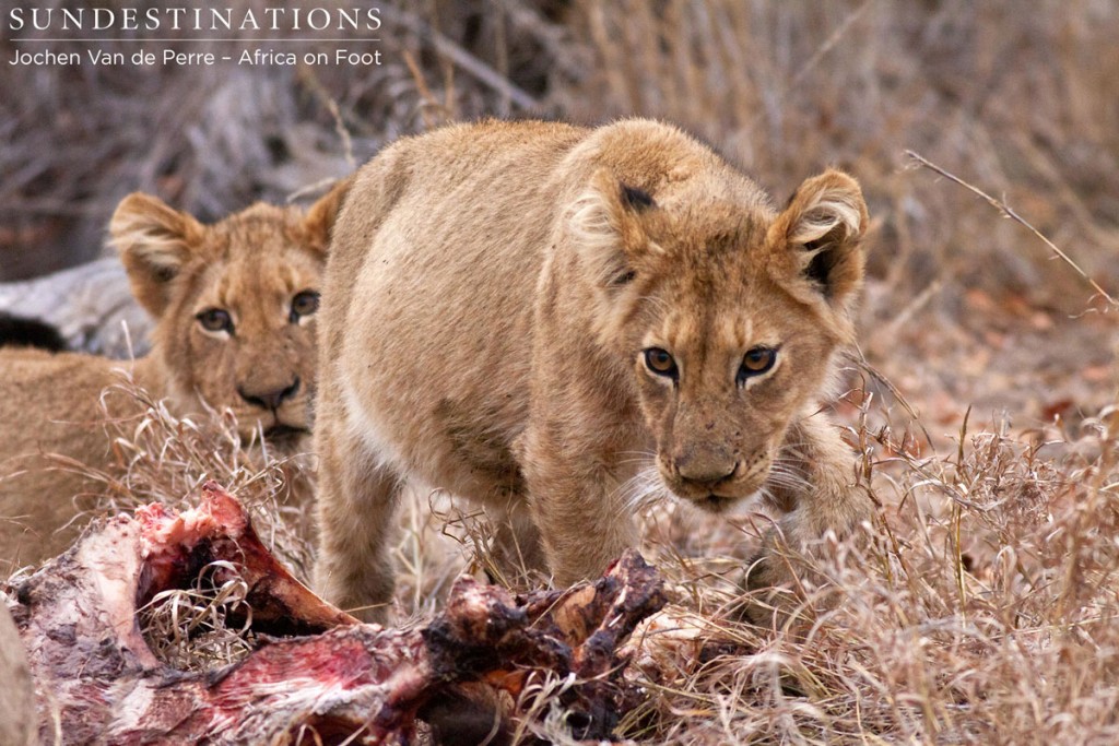 Cubs Feast