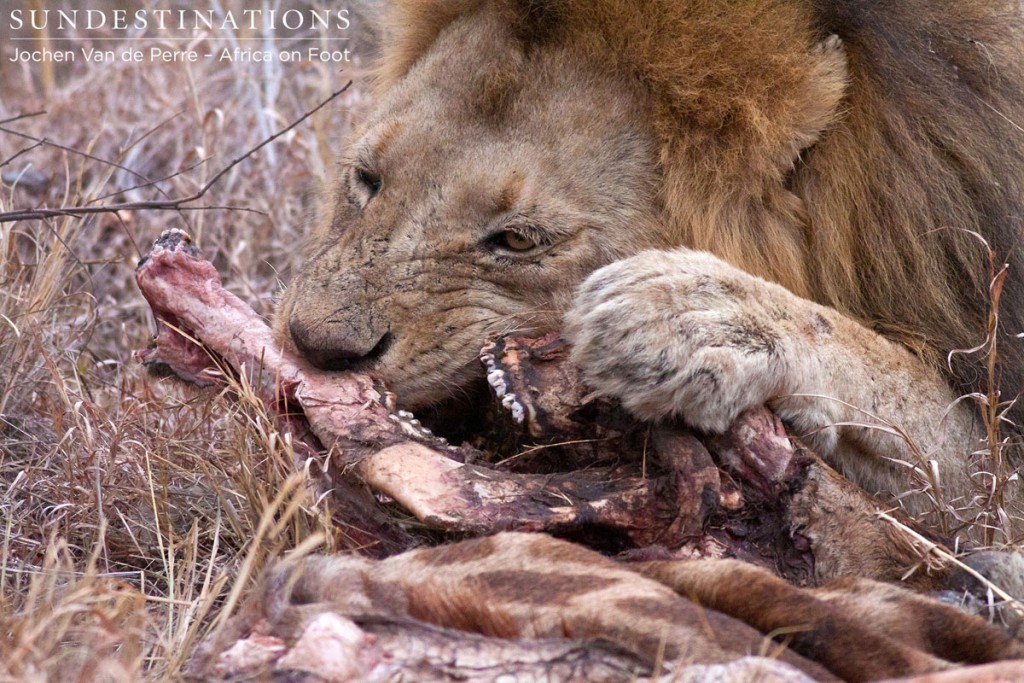 Trilogy Feast