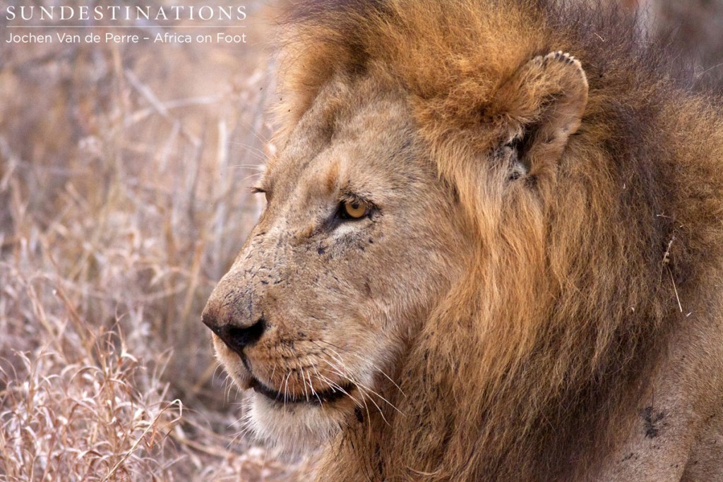 Trilogy Male Lion