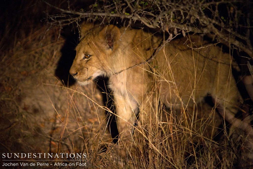 Lion Cubs