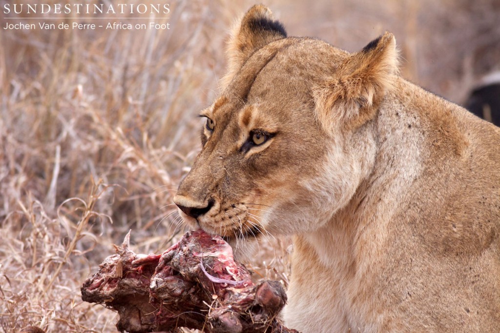 Hercules Lioness