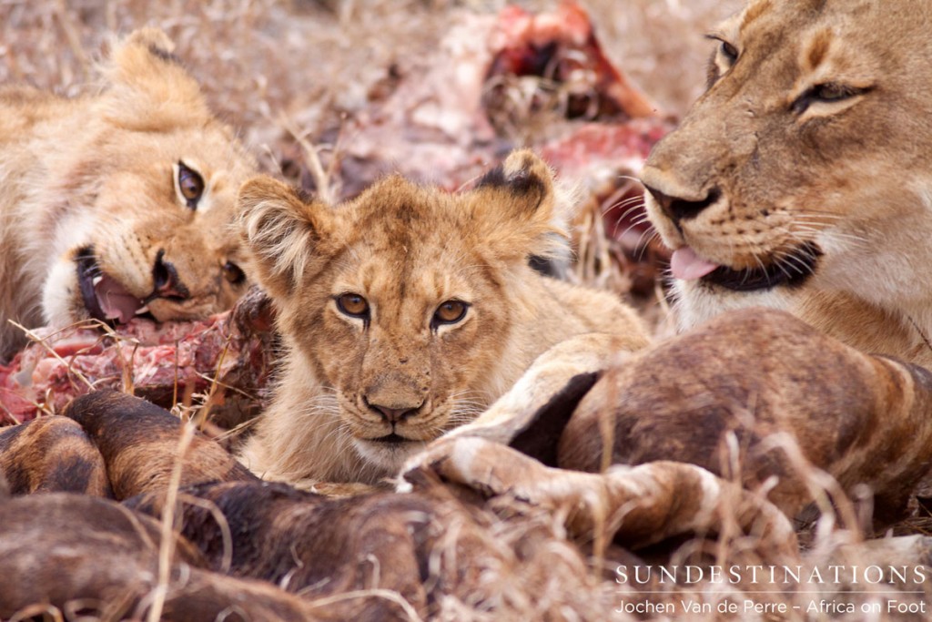 Cub Eats Giraffe