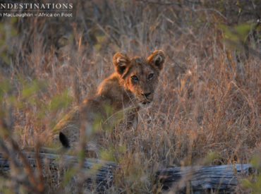 Welcome to this week’s collection of “week in pics”. We’ve highlighted a few incredible moments that have happened while out on game drive. Enjoy! Umkumbe Safari Lodge – Leopards: We are acutely aware that one of the female leopards, White Dam, has cubs stashed away close to the property. She has been seen hovering around […]