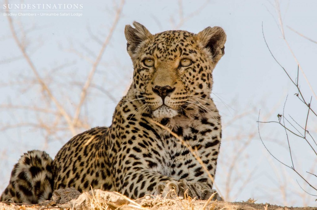 Notten's female leopard