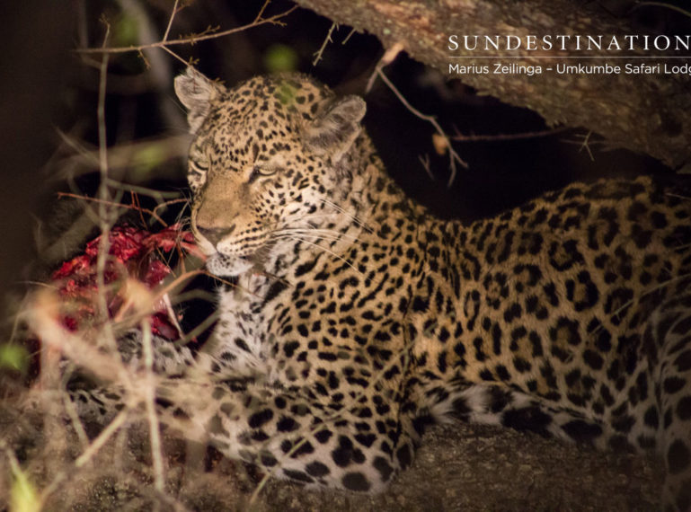 Nottens Female Leopard Kills Baboon