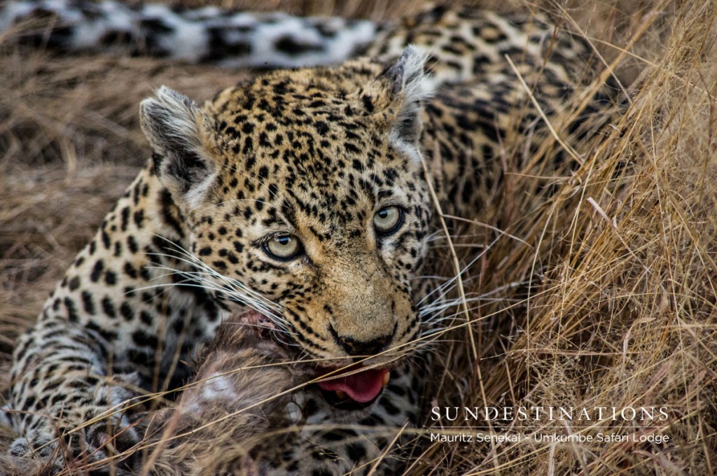 Nottens Female Leopard