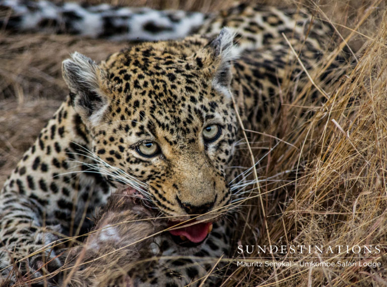 Sabi Sand Leopard Update from Umkumbe Rangers